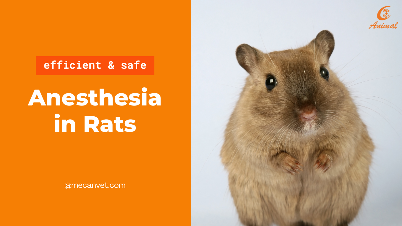 Rat inhalation anesthesia, Safe and Efficient Rat Inhalation Anesthesia Techniques